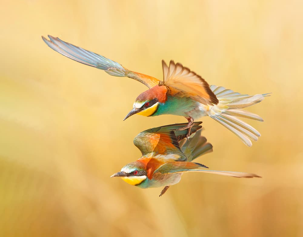 Vibrant Bee-eaters Flying by Shlomo Waldmann — canvas wall art