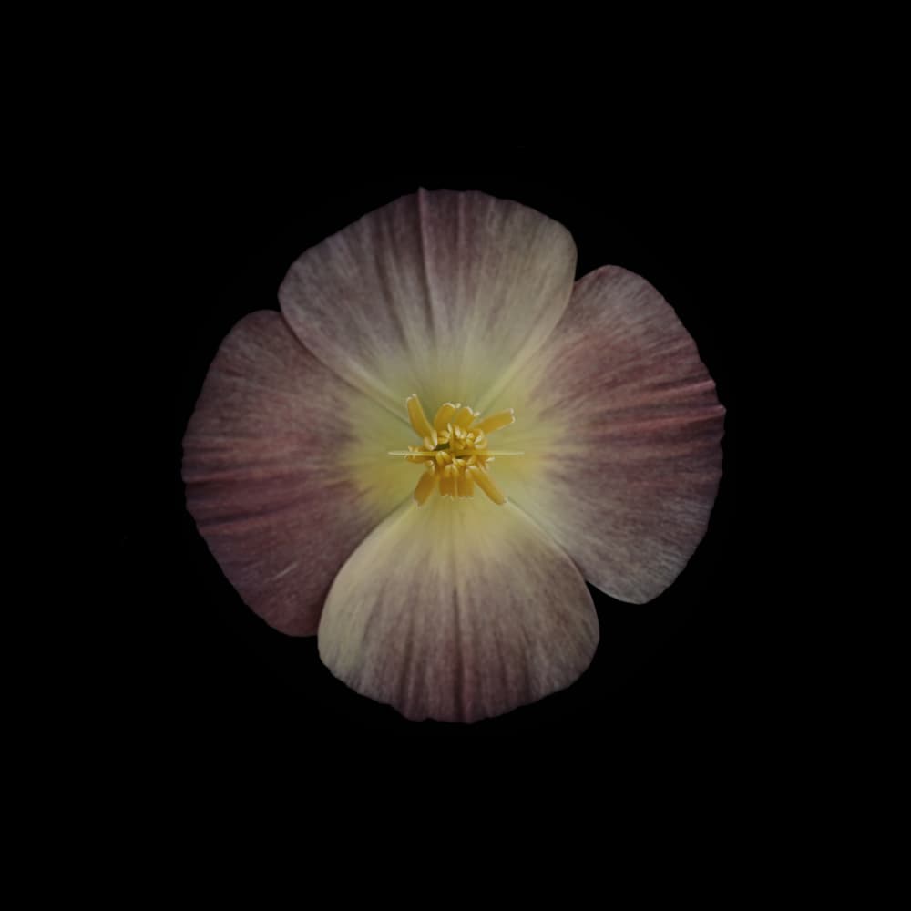 Elegant Botanical Bloom by Lotte Grønkjær — canvas wall art