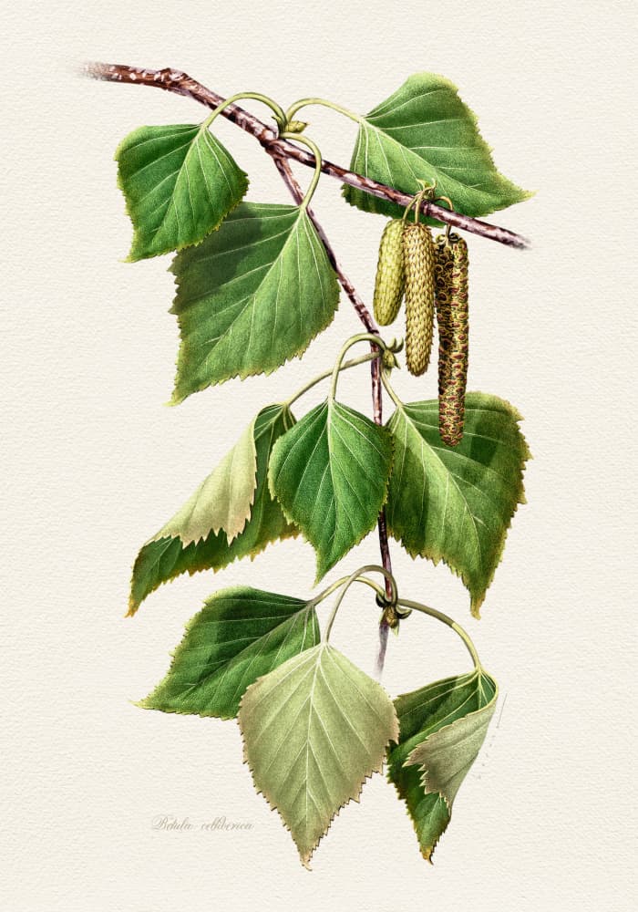 Birch Leaves and Catkins by Juan Hernaz — canvas wall art