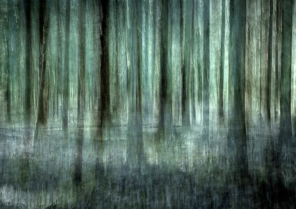 Ethereal Forest Blur by Christina Sillèn — canvas wall art