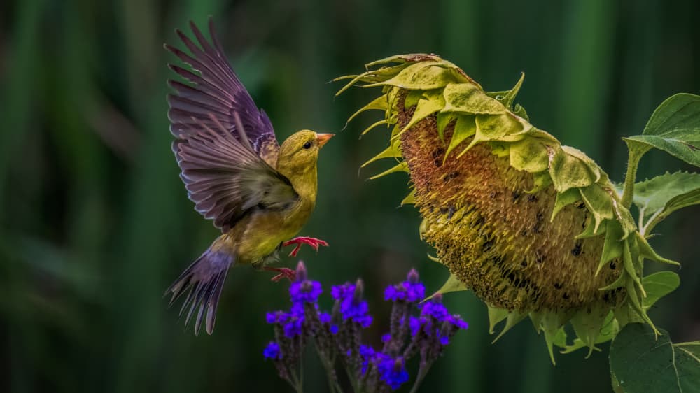 Finch Flight to Sunflower by Hanping Xiao — canvas wall art
