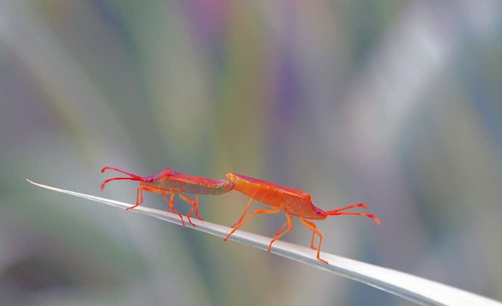 Mating Orange Bugs by Thierry Dufour — canvas wall art