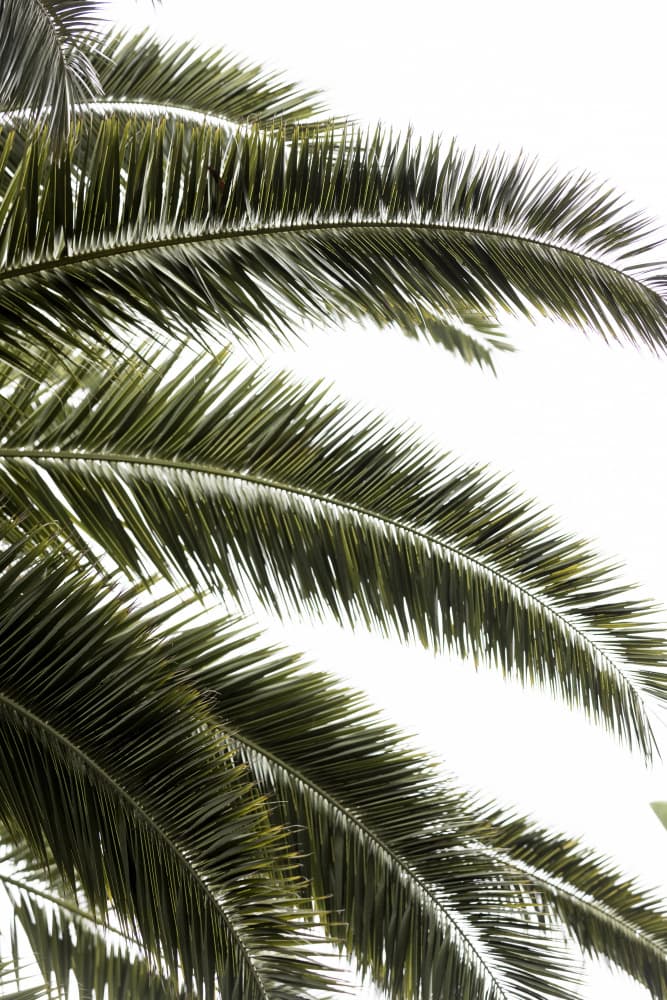 Tropical Green Palms by Mareike Böhmer — canvas wall art