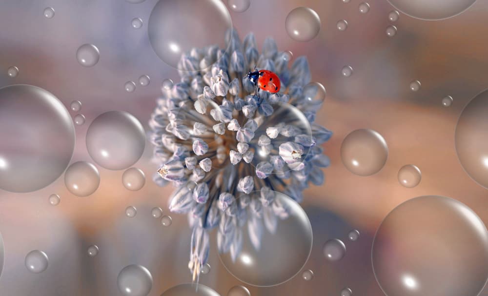 Ladybug Flower Bubbles by Thierry Dufour — canvas wall art