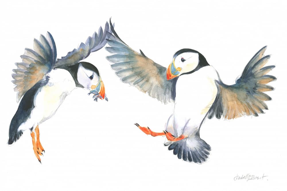 Dancing Puffins by Isabelle Brent — canvas wall art