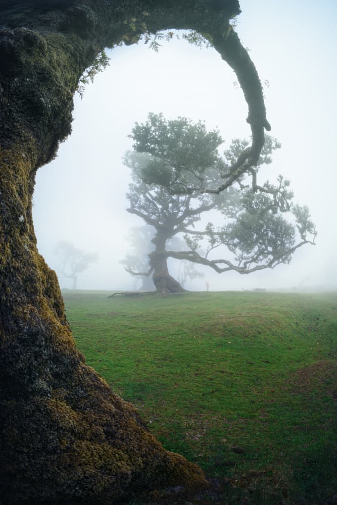 Mystical Foggy Forest by David Martin Castan — canvas wall art