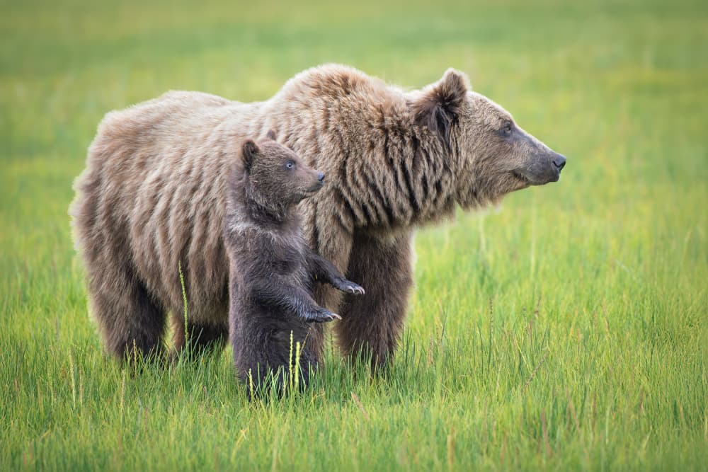 Grizzly Mother and Cub by Jeffrey C. Sink — canvas wall art