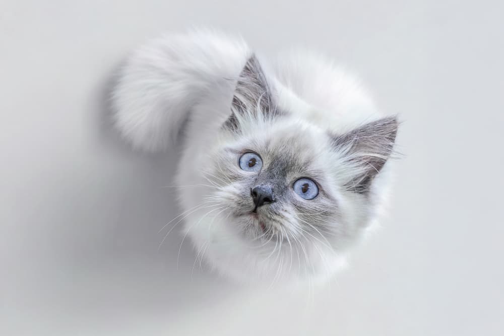 Adorable Blue Eyed Kitten by Marcel Egger — canvas wall art