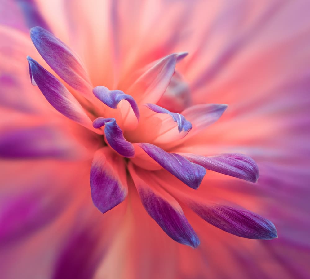 Soft Pink Purple Dahlia by Lucie Gagnon — canvas wall art