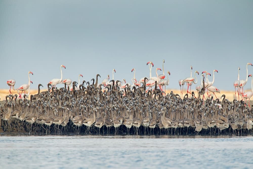 Flamingo Family Gathering by Joan Gil Raga — canvas wall art