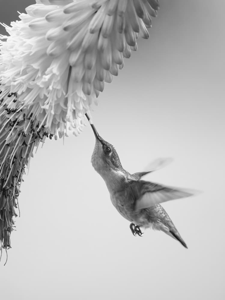 Hummingbird Nectar Flight by Li Chen — canvas wall art