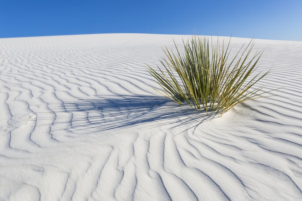 White Desert Solitaire by Melanie Viola — canvas wall art