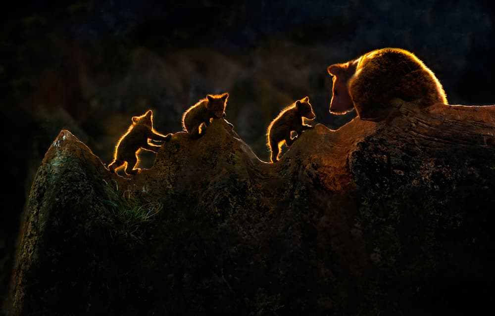 Golden Bear Family Climb by Xavier Ortega — canvas wall art