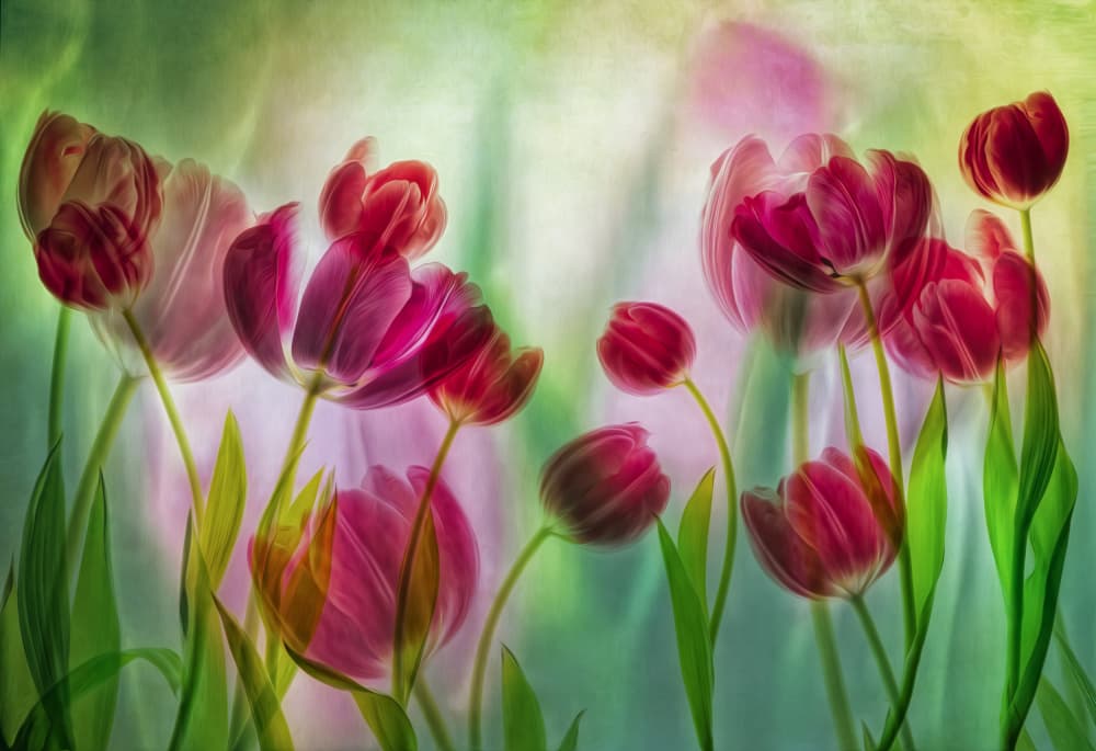 Vibrant Pink Tulips by Hilda van der Lee — canvas wall art