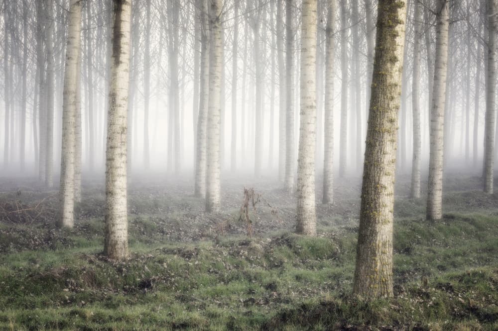 Misty Forest Tranquility by Fiorenzo Carozzi — canvas wall art