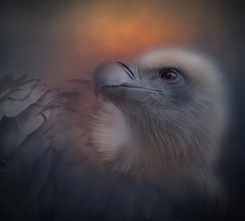 Ethereal Vulture Portrait by Natascha Worseling — canvas wall art