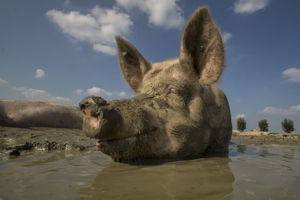Happy Pig in Mud by Gert van den Bosch — canvas wall art