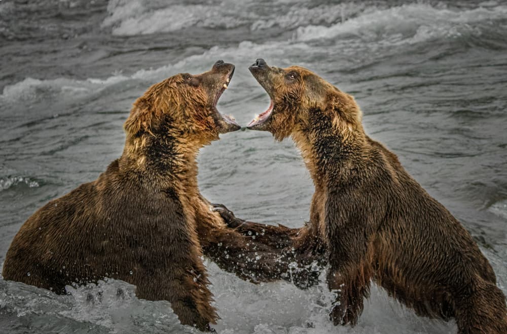 Grizzly Bear Showdown by Yuan Su — canvas wall art