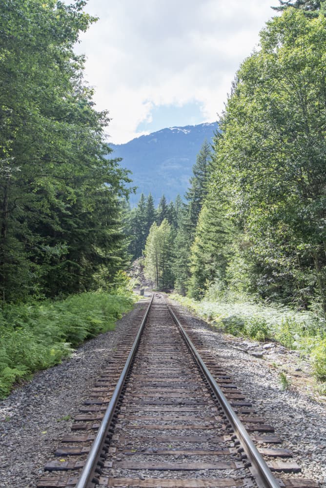 Forest Railway Journey by Lynann Colligan — canvas wall art