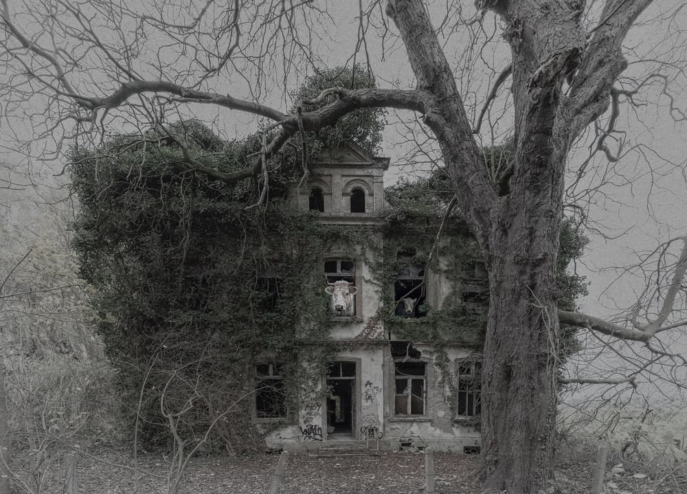 Abandoned House Cows by Michiel Hageman — canvas wall art
