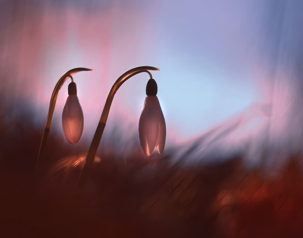 Softly Glowing Snowdrops by Ylva Sjögren — canvas wall art