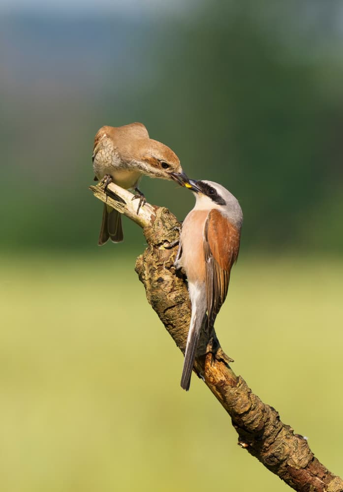 Shrike Feeding Pair by Rostislav Kralik — canvas wall art