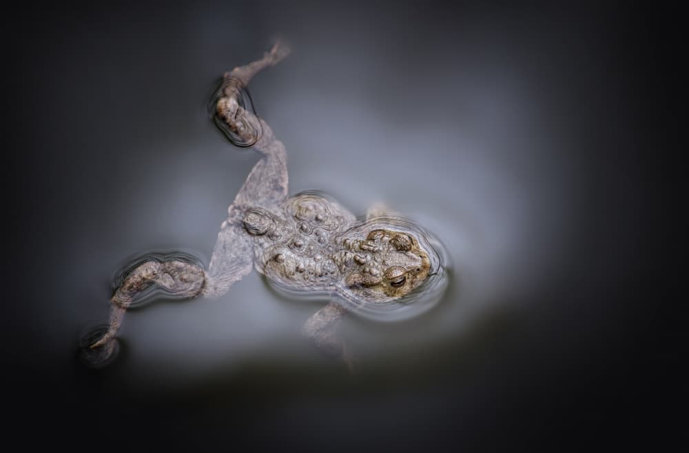Toad In Still Water by Norbert Maier — canvas wall art