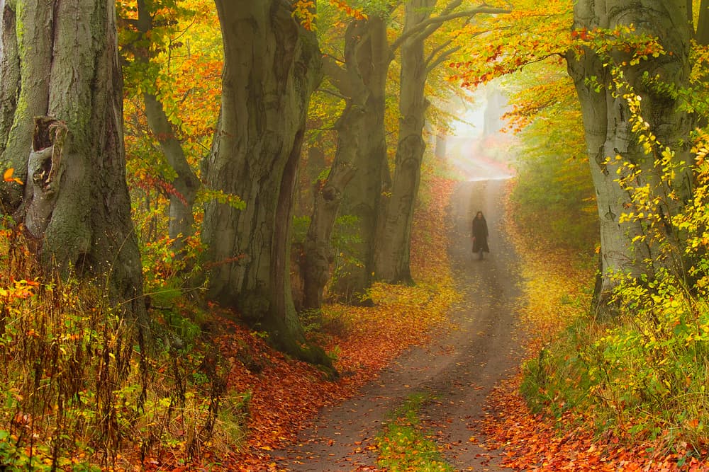 Woman on Autumn Path by Leszek Paradowski — canvas wall art