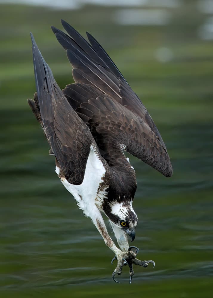 Osprey Hunting Dive by Gavin Lam — canvas wall art