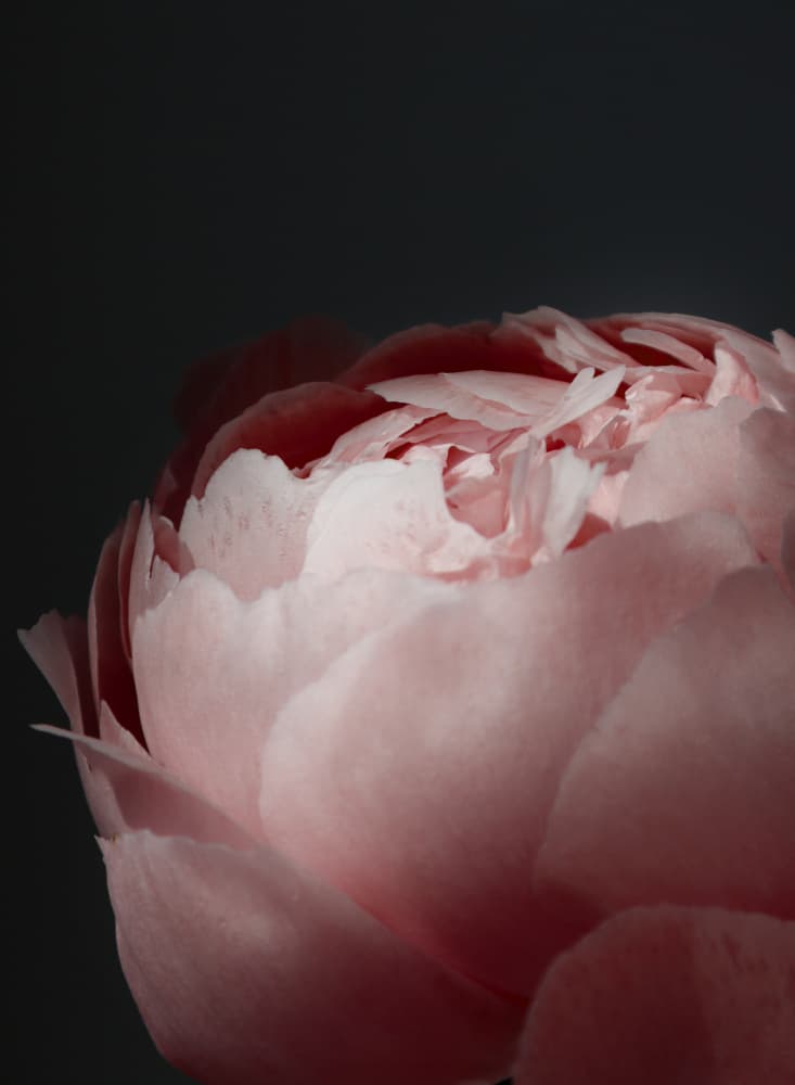 Soft Pink Peony by Rosana Laiz Blursbyai — canvas wall art