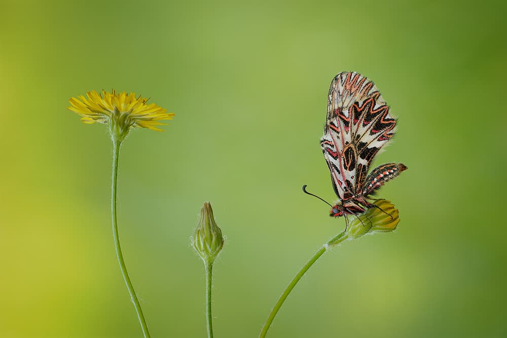 Delicate Butterfly Bloom by Roberto Marini — canvas wall art