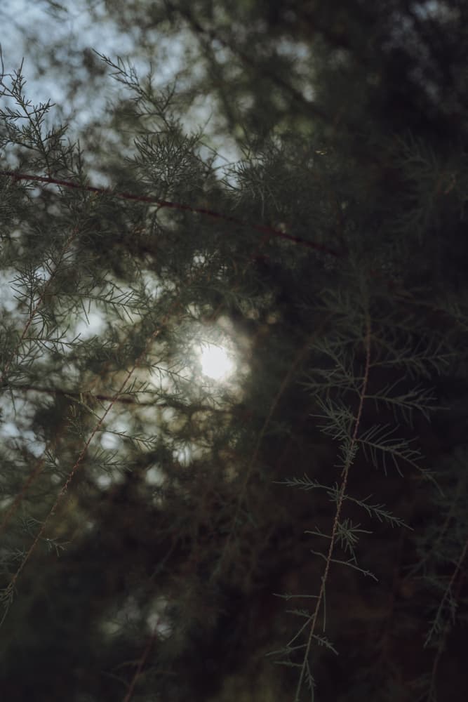 Forest Sunlight Glow by Aimee Giles — canvas wall art