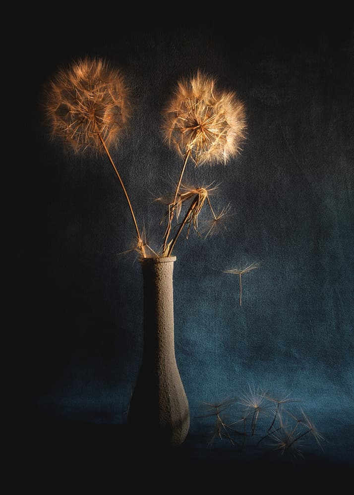 Whispering Dandelion Seeds by Antonio Grambone — canvas wall art