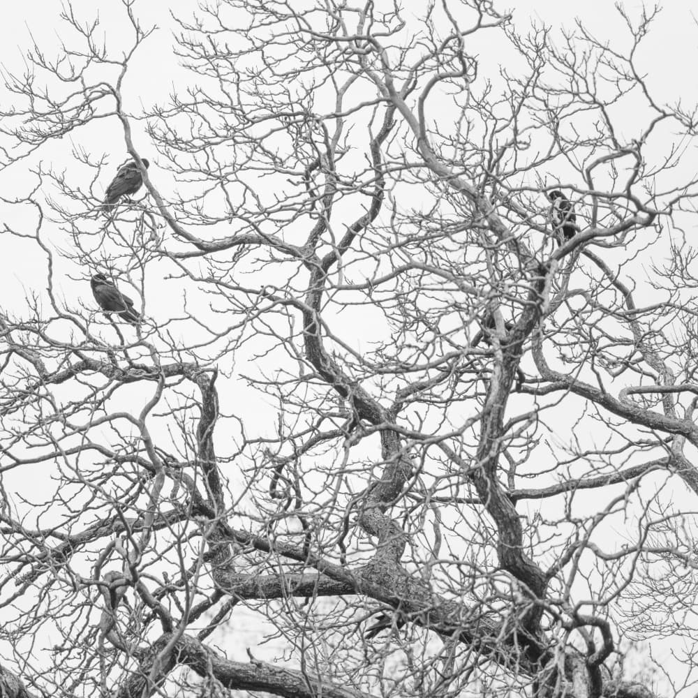 Winter Tree Birds by Lynann Colligan — canvas wall art