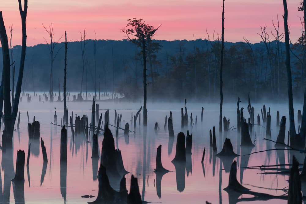 Misty Swamp Dawn by 李从军 / Austin Li — canvas wall art