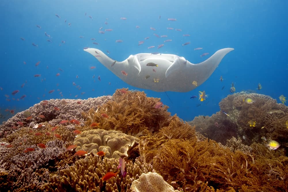 Manta Ray Over Vibrant Reef by Marcel Rebro — canvas wall art