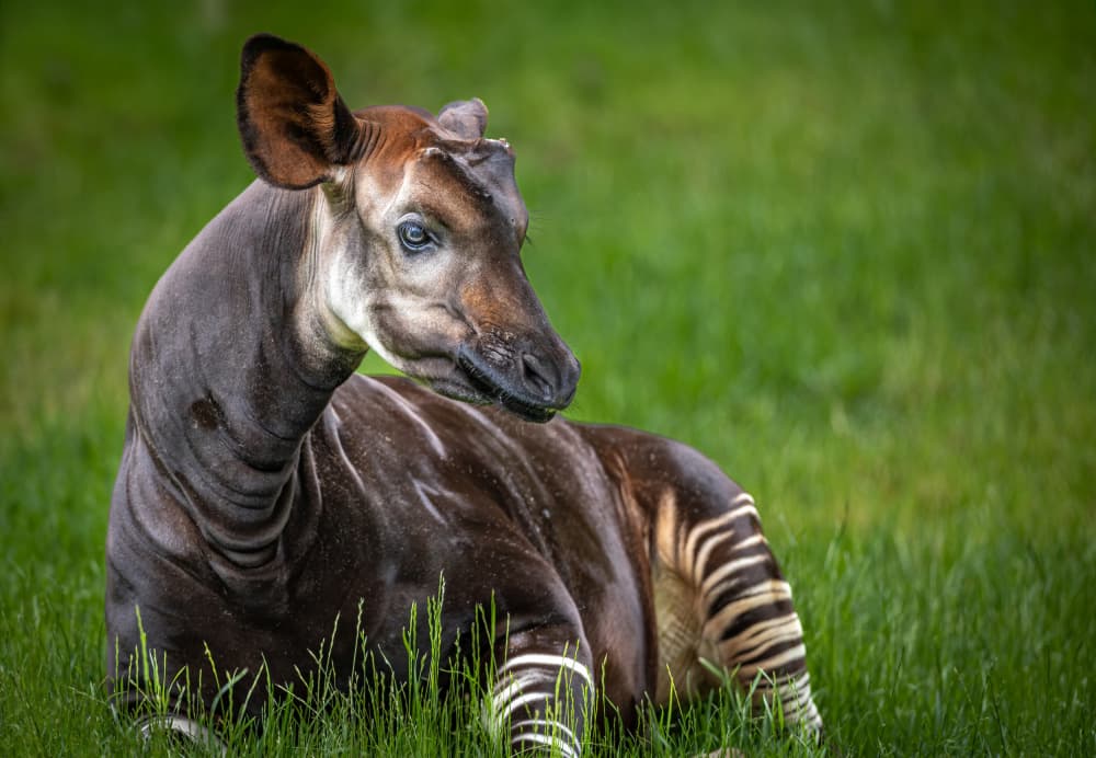 Peaceful Okapi Resting by Jeffrey C. Sink — canvas wall art
