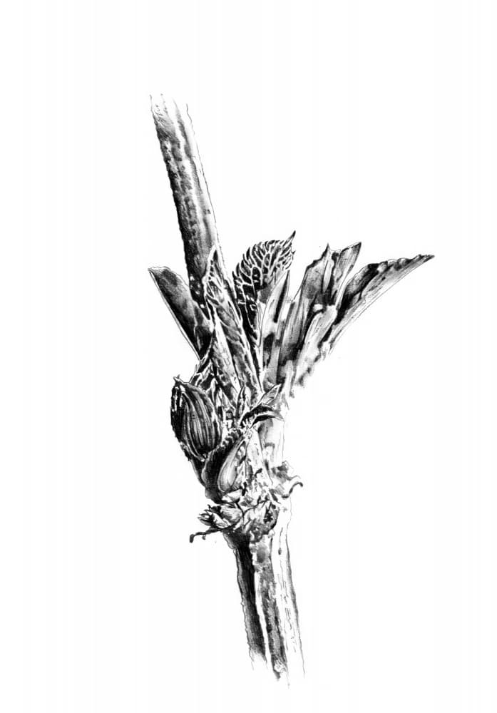 Emerging Plant Bud by Kulik — canvas wall art