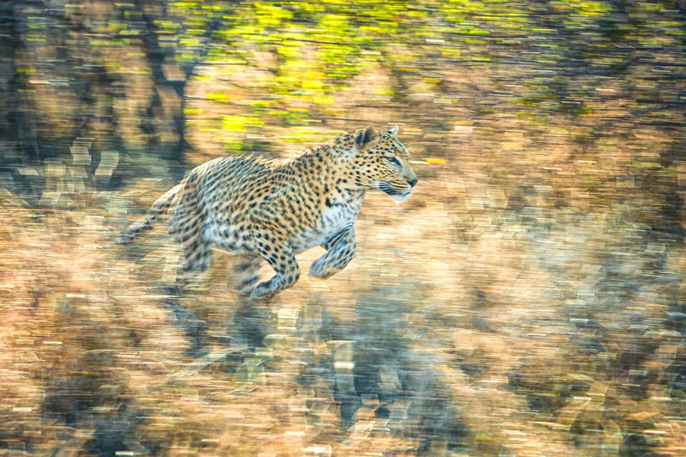 Wild Leopard Run by Jeffrey C. Sink — canvas wall art