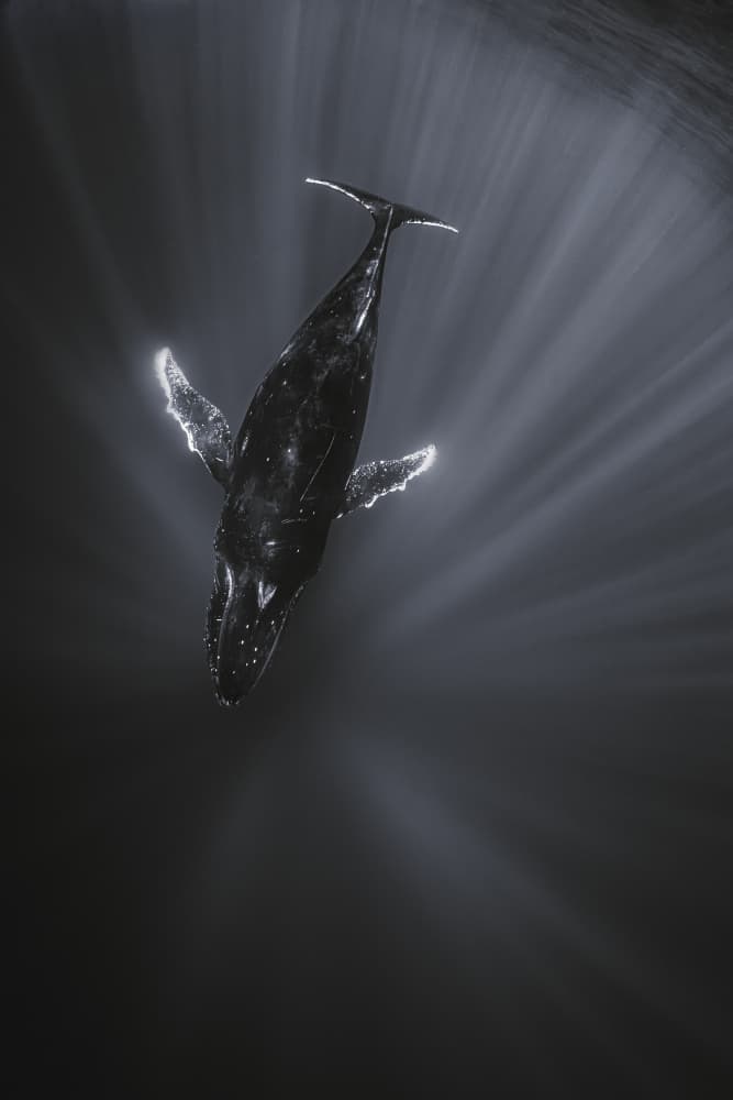 Deep Ocean Whale by Barathieu Gabriel — canvas wall art