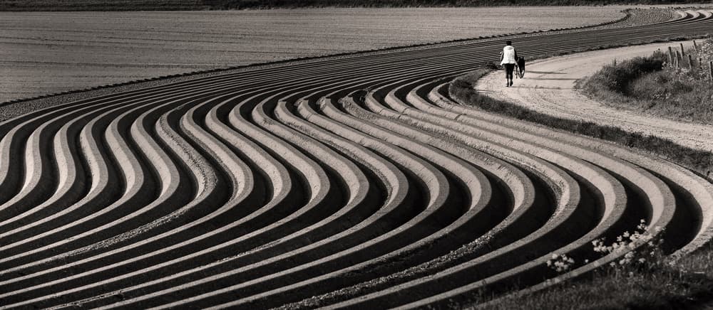 Wavy Fields Path by Lou Urlings — canvas wall art