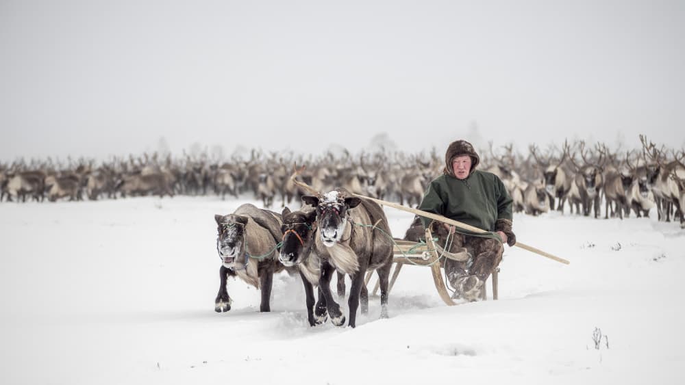 Arctic Reindeer Sleigh Journey by Marcel Rebro — canvas wall art
