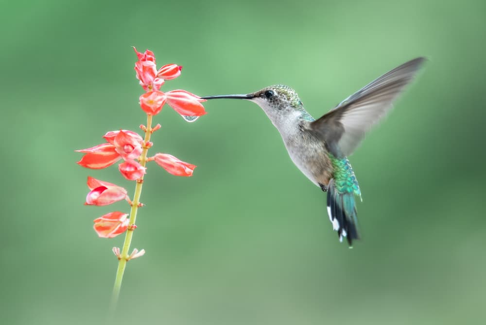 Hummingbird Nectar Sip by Atul Saluja — canvas wall art