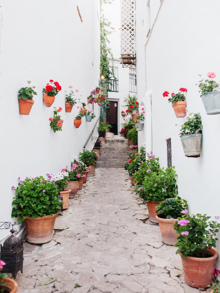 Charming Flower Alley by Claudia Casal — canvas wall art