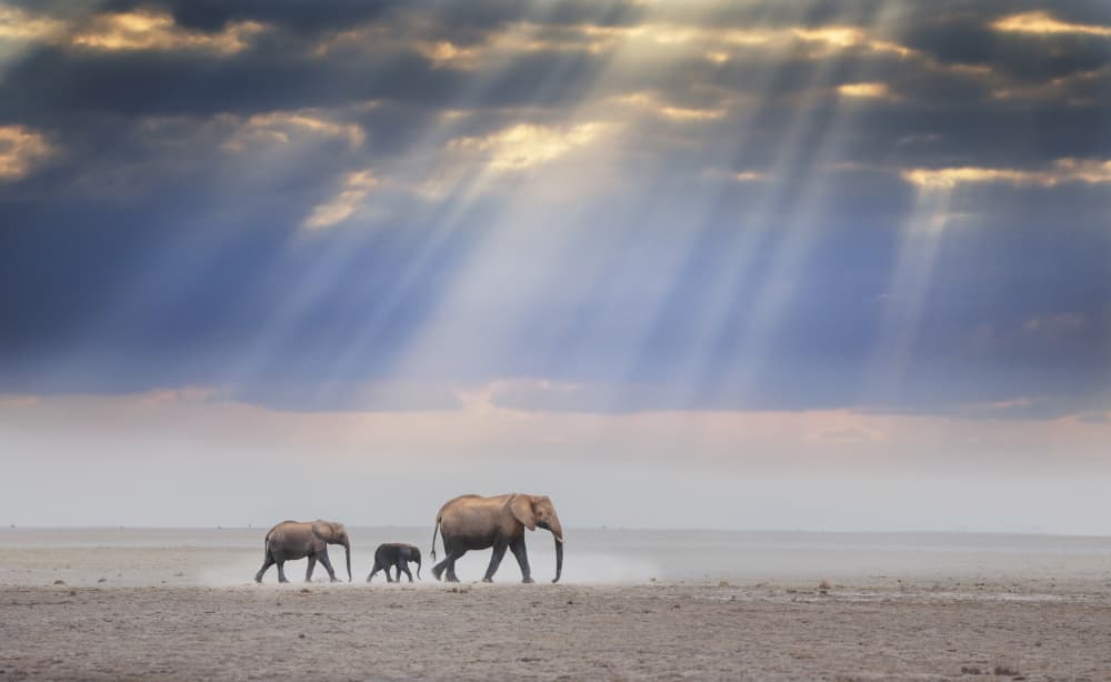 Elephants Under Sun Rays by Yuan Su — canvas wall art