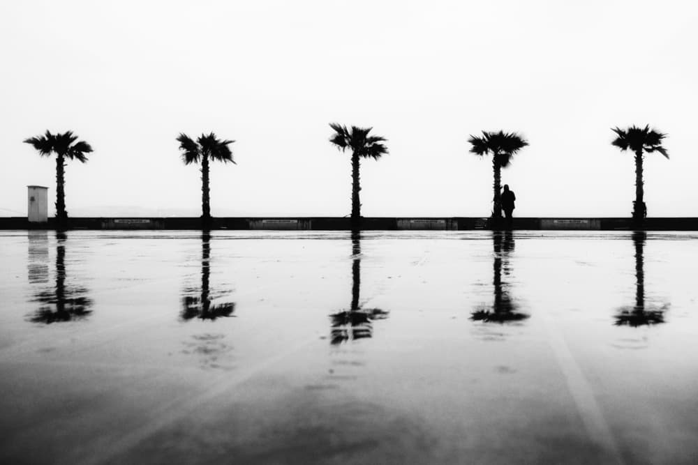 Rainy Palm Reflections by Ali Ayer — canvas wall art