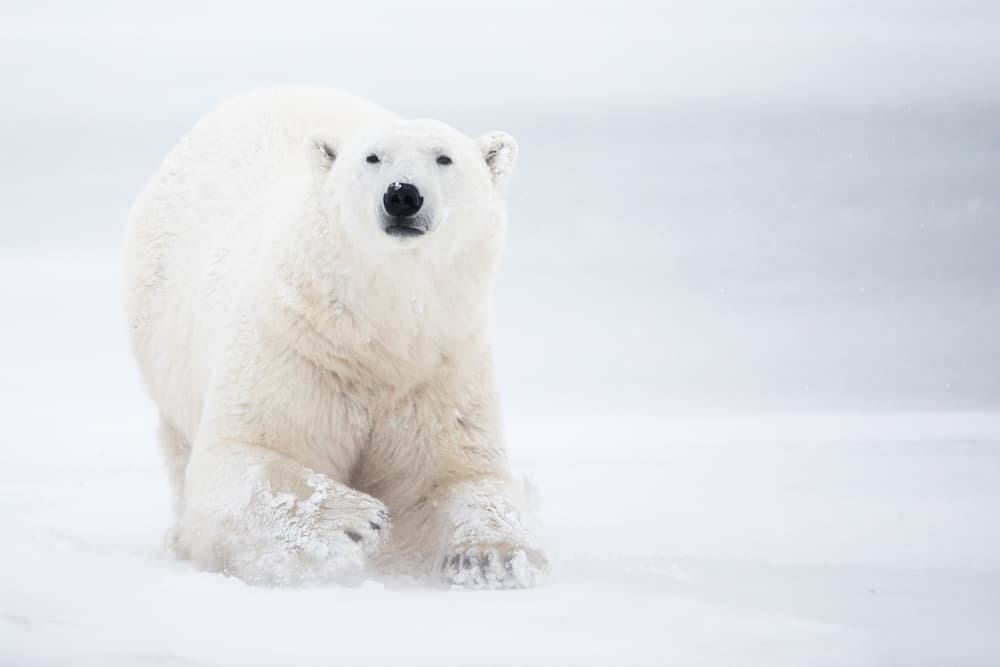 Polar Bear In Snow by Alessandro Catta — canvas wall art
