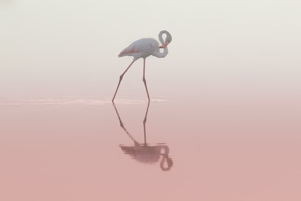 Pink Flamingo Reflection by Natalia Rublina — canvas wall art