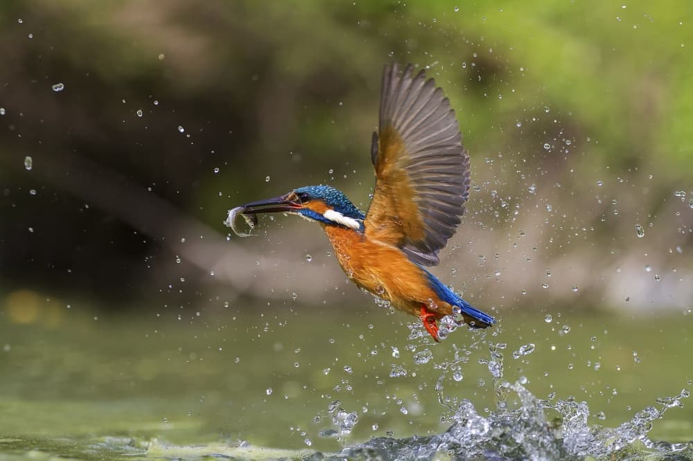 Kingfisher Fishing Flight by Marco Redaelli — canvas wall art