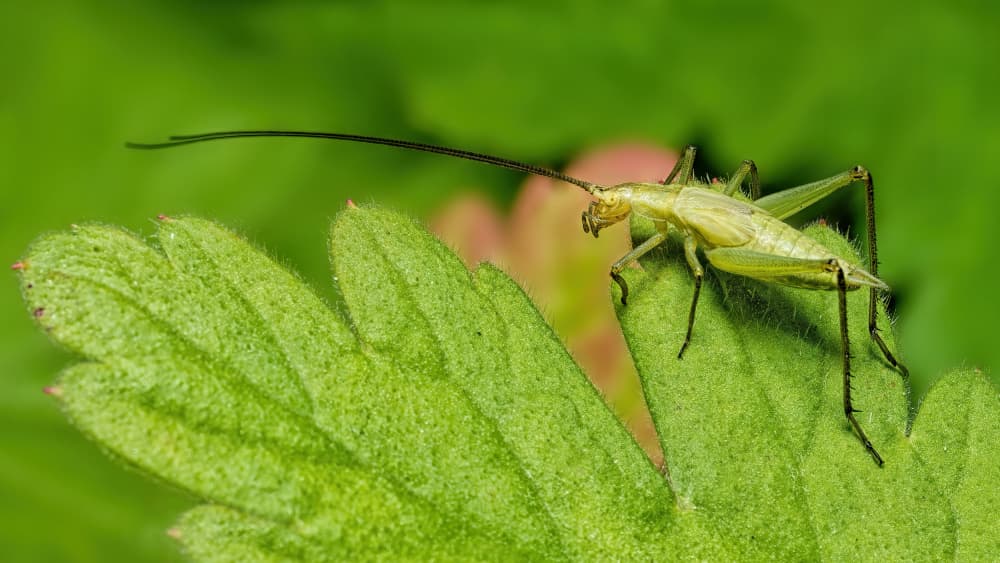Green Cricket on Leaf by Lucie Gagnon — canvas wall art